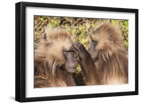 Gelada Baboons (Theropithecus Gelada) Grooming Each Other-Gabrielle and Michel Therin-Weise-Framed Photographic Print