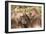 Gelada Baboons (Theropithecus Gelada) Grooming Each Other-Gabrielle and Michel Therin-Weise-Framed Photographic Print