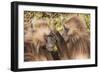 Gelada Baboons (Theropithecus Gelada) Grooming Each Other-Gabrielle and Michel Therin-Weise-Framed Photographic Print