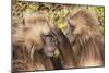 Gelada Baboons (Theropithecus Gelada) Grooming Each Other-Gabrielle and Michel Therin-Weise-Mounted Photographic Print