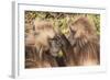 Gelada Baboons (Theropithecus Gelada) Grooming Each Other-Gabrielle and Michel Therin-Weise-Framed Photographic Print