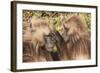 Gelada Baboons (Theropithecus Gelada) Grooming Each Other-Gabrielle and Michel Therin-Weise-Framed Photographic Print