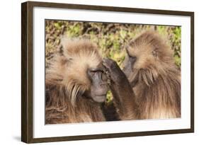 Gelada Baboons (Theropithecus Gelada) Grooming Each Other-Gabrielle and Michel Therin-Weise-Framed Photographic Print