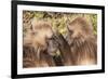 Gelada Baboons (Theropithecus Gelada) Grooming Each Other-Gabrielle and Michel Therin-Weise-Framed Photographic Print