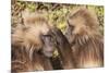 Gelada Baboons (Theropithecus Gelada) Grooming Each Other-Gabrielle and Michel Therin-Weise-Mounted Photographic Print