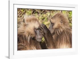 Gelada Baboons (Theropithecus Gelada) Grooming Each Other-Gabrielle and Michel Therin-Weise-Framed Photographic Print