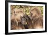 Gelada Baboons (Theropithecus Gelada) Grooming Each Other-Gabrielle and Michel Therin-Weise-Framed Photographic Print