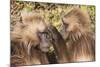 Gelada Baboons (Theropithecus Gelada) Grooming Each Other-Gabrielle and Michel Therin-Weise-Mounted Photographic Print