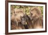 Gelada Baboons (Theropithecus Gelada) Grooming Each Other-Gabrielle and Michel Therin-Weise-Framed Photographic Print