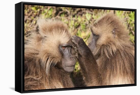 Gelada Baboons (Theropithecus Gelada) Grooming Each Other-Gabrielle and Michel Therin-Weise-Framed Stretched Canvas