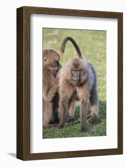 Gelada Baboons (Theropithecus Gelada) Grooming Each Other-Gabrielle and Michael Therin-Weise-Framed Photographic Print