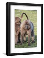 Gelada Baboons (Theropithecus Gelada) Grooming Each Other-Gabrielle and Michael Therin-Weise-Framed Photographic Print