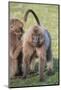 Gelada Baboons (Theropithecus Gelada) Grooming Each Other-Gabrielle and Michael Therin-Weise-Mounted Photographic Print