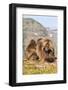 Gelada Baboons (Theropithecus Gelada) Grooming Each Other-Gabrielle and Michel Therin-Weise-Framed Photographic Print