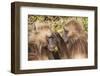 Gelada Baboons (Theropithecus Gelada) Grooming Each Other-Gabrielle and Michel Therin-Weise-Framed Photographic Print