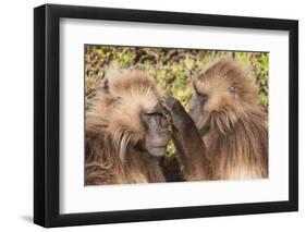 Gelada Baboons (Theropithecus Gelada) Grooming Each Other-Gabrielle and Michel Therin-Weise-Framed Photographic Print