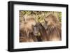 Gelada Baboons (Theropithecus Gelada) Grooming Each Other-Gabrielle and Michel Therin-Weise-Framed Photographic Print