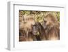 Gelada Baboons (Theropithecus Gelada) Grooming Each Other-Gabrielle and Michel Therin-Weise-Framed Photographic Print