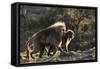 Gelada Baboons (Theropithecus Gelada) on a Cliff at Sunset-Gabrielle and Michael Therin-Weise-Framed Stretched Canvas