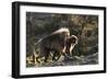 Gelada Baboons (Theropithecus Gelada) on a Cliff at Sunset-Gabrielle and Michael Therin-Weise-Framed Photographic Print