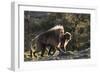 Gelada Baboons (Theropithecus Gelada) on a Cliff at Sunset-Gabrielle and Michael Therin-Weise-Framed Photographic Print