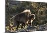 Gelada Baboons (Theropithecus Gelada) on a Cliff at Sunset-Gabrielle and Michael Therin-Weise-Mounted Photographic Print