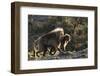 Gelada Baboons (Theropithecus Gelada) on a Cliff at Sunset-Gabrielle and Michael Therin-Weise-Framed Photographic Print
