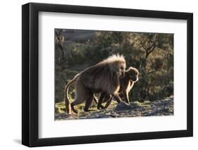 Gelada Baboons (Theropithecus Gelada) on a Cliff at Sunset-Gabrielle and Michael Therin-Weise-Framed Photographic Print