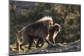 Gelada Baboons (Theropithecus Gelada) on a Cliff at Sunset-Gabrielle and Michael Therin-Weise-Mounted Photographic Print