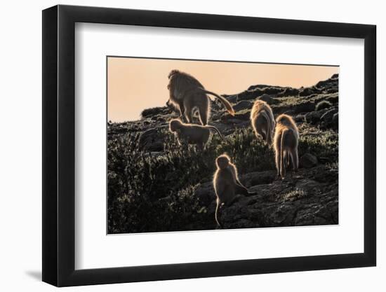 Gelada Baboons (Theropithecus Gelada) on a Cliff at Sunset-Gabrielle and Michael Therin-Weise-Framed Photographic Print