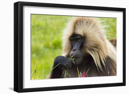 Gelada Mountain Monkey, Simien Mountain, Ethiopia-Keren Su-Framed Photographic Print