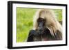 Gelada Mountain Monkey, Simien Mountain, Ethiopia-Keren Su-Framed Photographic Print