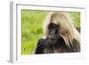 Gelada Mountain Monkey, Simien Mountain, Ethiopia-Keren Su-Framed Photographic Print