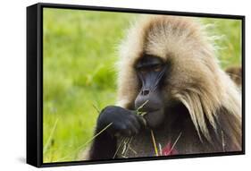 Gelada Mountain Monkey, Simien Mountain, Ethiopia-Keren Su-Framed Stretched Canvas