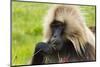 Gelada Mountain Monkey, Simien Mountain, Ethiopia-Keren Su-Mounted Photographic Print