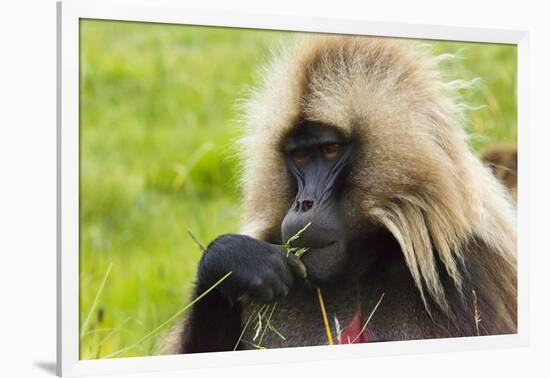 Gelada Mountain Monkey, Simien Mountain, Ethiopia-Keren Su-Framed Photographic Print
