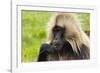 Gelada Mountain Monkey, Simien Mountain, Ethiopia-Keren Su-Framed Photographic Print