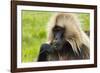 Gelada Mountain Monkey, Simien Mountain, Ethiopia-Keren Su-Framed Photographic Print