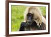 Gelada Mountain Monkey, Simien Mountain, Ethiopia-Keren Su-Framed Photographic Print