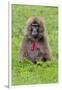 Gelada Mountain Monkey, Simien Mountain, Ethiopia-Keren Su-Framed Photographic Print