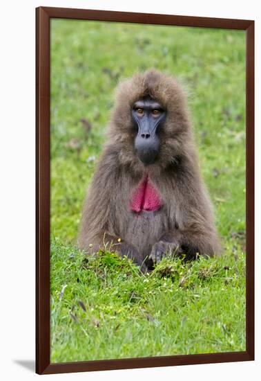 Gelada Mountain Monkey, Simien Mountain, Ethiopia-Keren Su-Framed Photographic Print