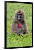 Gelada Mountain Monkey, Simien Mountain, Ethiopia-Keren Su-Framed Photographic Print