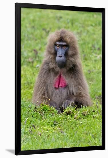 Gelada Mountain Monkey, Simien Mountain, Ethiopia-Keren Su-Framed Photographic Print