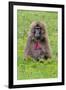 Gelada Mountain Monkey, Simien Mountain, Ethiopia-Keren Su-Framed Premium Photographic Print