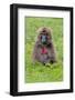 Gelada Mountain Monkey, Simien Mountain, Ethiopia-Keren Su-Framed Photographic Print