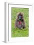 Gelada Mountain Monkey, Simien Mountain, Ethiopia-Keren Su-Framed Photographic Print