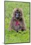 Gelada Mountain Monkey, Simien Mountain, Ethiopia-Keren Su-Mounted Photographic Print