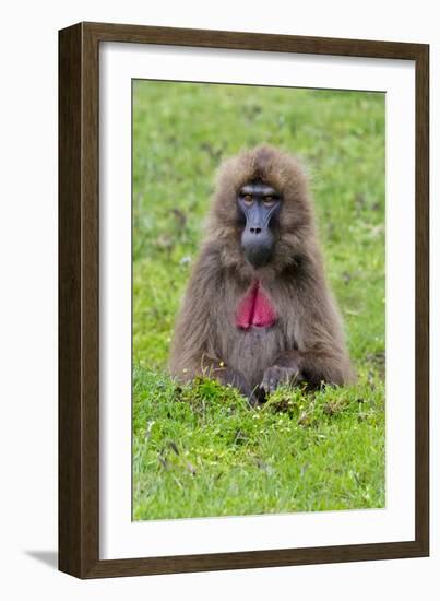 Gelada Mountain Monkey, Simien Mountain, Ethiopia-Keren Su-Framed Photographic Print