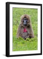 Gelada Mountain Monkey, Simien Mountain, Ethiopia-Keren Su-Framed Photographic Print