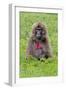 Gelada Mountain Monkey, Simien Mountain, Ethiopia-Keren Su-Framed Photographic Print